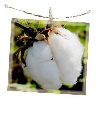 organic cotton.png